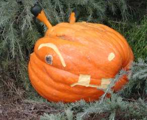 Herbivore Pumpkin ,  Nipomo Pumpkin Patch, carving idea